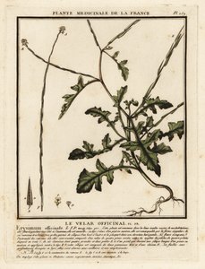 Hedge Mustard, Sisymbrium officinale