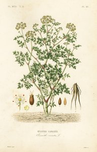 Hemlock water dropwort by Unbekannt