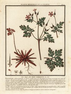 Herb-Robert, Geranium robertianum by Unbekannter Künstler