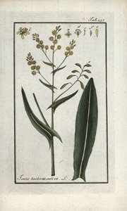 Herb of St. Philip (Isatis tinctoria sativa). Lithograph from 