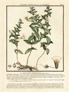 Herb of Grace, Gratiola Officinalis