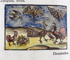 Natural History, Zoology 16th Century: Birds and Bats by Unbekannt
