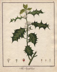 Holly. Coloured Copper Engraving, in Botanique Medicinale (Published in Berlin, Germany) by Unbekannter Künstler