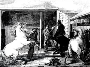 Horses at Gloucester Train Station