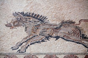 Hunting scene: A wild boar - Paphos mosaics, House of Dionysos - End of the 2nd Century AD - Cyprus - (detail)