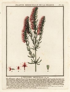 Hyssop, Hyssopus Officinalis by Unbekannter Künstler