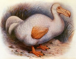 Illustration of Didus Solitarius (White Dodo of the Reunion, Solitaire) by Unbekannt