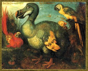 Illustration of Raphus Cucullatus (Dodo of Mauritius, Dronte)