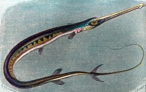 Illustration of a Swordfish by Unbekannter Künstler