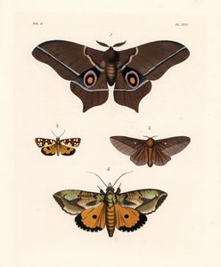 Imbrasia epimethea, pink-striped oakworm moth, Crameria aegocera, and Eudocima materna