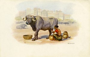Indian milkmaid and ox
