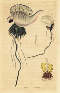 Indo-Pacific Portuguese Man-of-War, Physalia Utriculus 1, Azores Man-of-War, Physalia Physalis 2, and Siphonophora Zoophyte, Physsophora Disticha 3 by Unbekannt