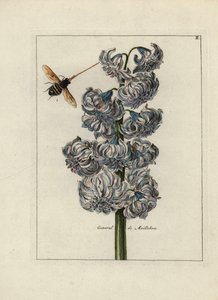 Jacinth with a bee