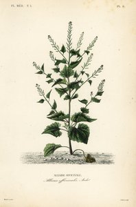 Jack-by-the-hedge or garlic mustard