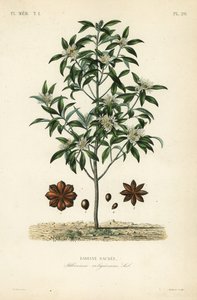 Japanese star anise, aniseed tree or sacred anise tree by Unbekannt