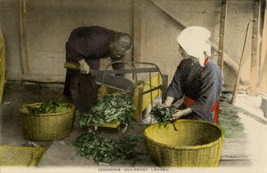 Japanese workers chopping Mulberry leaves