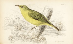 Javan White Eye, Zosterops flavus (Yellow White Eye, Zosterops flava)