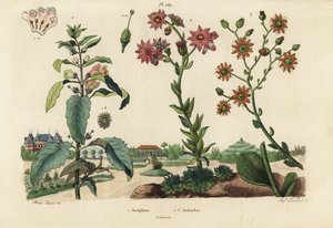 Josephine plant, Josephinia imperatricis and stonecrops, Crassula species
