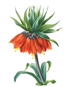 Kaiser