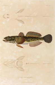 Knout goby, Black Sea by Unbekannt