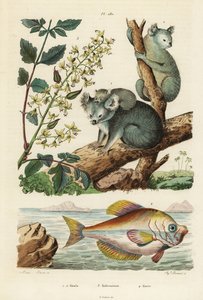 Koala, Phascolarctos Cinereus 1,2, Varnish Tree, Koelreuteria Paniculata 3, and Indian Humphead, Kurtus Indicus 4