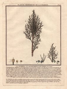 La Sabine, the Savinier Juniperus fabina