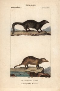 The Mongoose and the Suricate