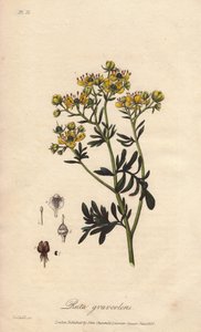 La rue des jardin ou rue fetide (Ruta graveolens) - Water forte by William Clarke to illustrate Botanique medicale, description des plantes medicinales de London, Edinburgh et Dublin by John Stephenson and James Morss Churchill by Unbekannter Künstler