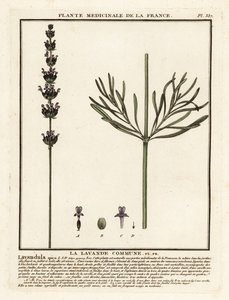 Lavender, Lavandula angustifolia by Unbekannter Künstler