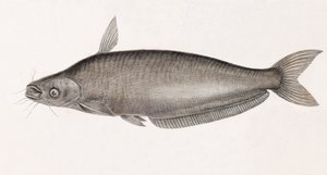 Schilbe Catfish by Unbekannt