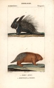 The Porcupine and the Urson or American Porcupine