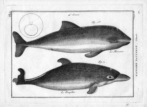 Le porpoise et le dauphin in 