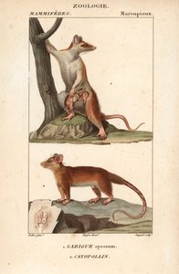 The Opossum and the Cayopollin