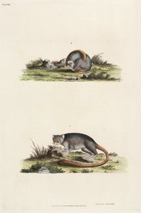 Lemurs by Unbekannter Künstler