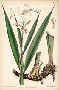 Lesser Galangal, Alpinia Officinarum