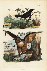 Lesser Racket-Tailed Drongo, Dicrurus Remifer, and Eurasian Eagle-Owl, Bubo Bubo