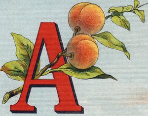 Letter A: apricot by Unbekannt