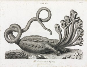 The Seven-Headed Hydra by Unbekannt