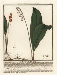 Lily of the Valley, Convallaria majalis