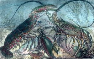 Lobster and Crayfish by Unbekannter Künstler