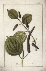 Long Pepper Dish, Piper longum