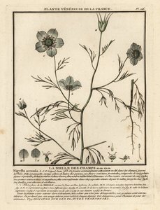 Love-in-a-Mist, Nigella Arvensis by Unbekannter Künstler