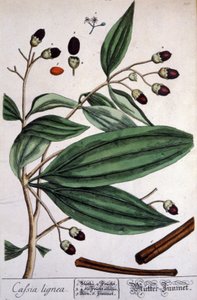 Malabar Cinnamon Plant