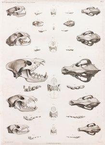 Mammals: Carnivore Skulls by Unbekannt