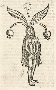 Mandrake (female form)