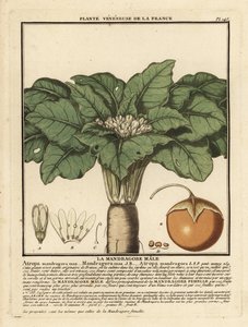 Mandrake, Mandragora Officinarum by Unbekannter Künstler