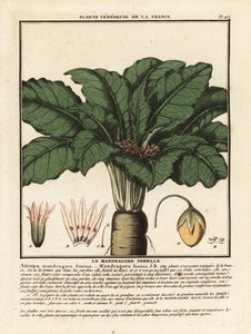 Mandrake, Mandragora officinarum