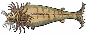 Marine Creature, Xylography Taken from 