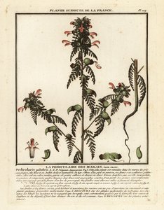 Marsh lousewort, Pedicularis palustris by Unbekannter Künstler