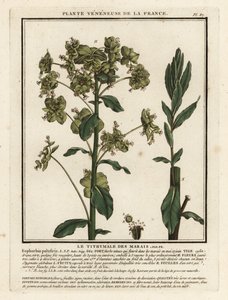 Marsh spurge